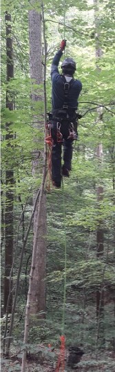 Martin Béland climbing a tree with arborist-style climbing equipment